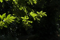 Naturaleza y vida en el Ango de verano 2020