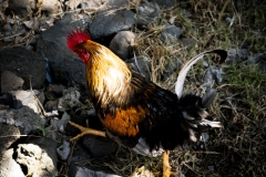 Naturaleza y vida en el Ango de verano 2020