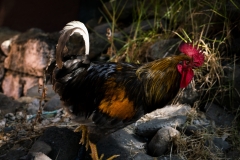 Naturaleza y vida en el Ango de verano 2020