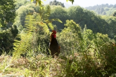 Naturaleza y vida en el Ango de verano 2020