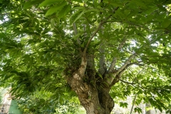 Naturaleza y vida en el Ango de verano 2020